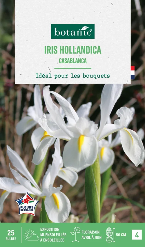 Pour tous les jours:Iris hollandica casablanca botanic® - 25 bulbes