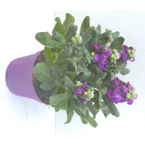 Une solution pratique pour le jardin:Giroflée de Nice - Le pot de 1 litre