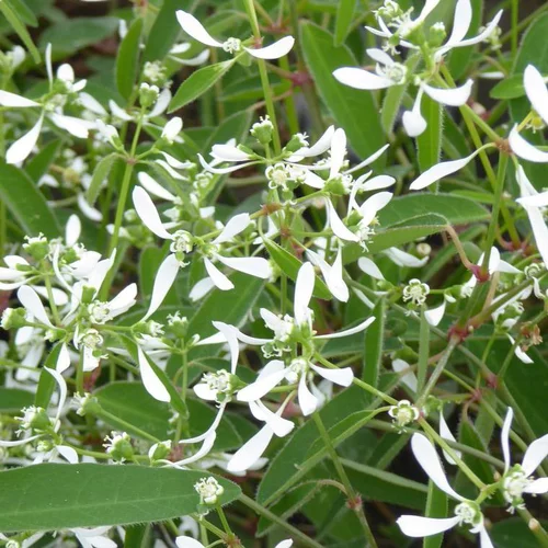 Pratique jardin：Euphorbe Diamond Frost à fleurs blanches - Le pot Ø 10,5 cm
