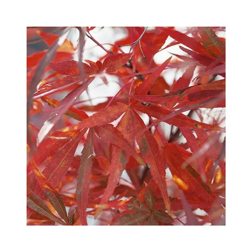 Pour la vie au jardin:Erable du Japon (ACER PALMATUM ATROLINEARE ) Le pot de 30 litres