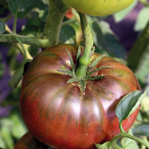 Votre jardin:Tomate Côtelee Noire De Crimee bio. Le pot de 9 x 9 cm