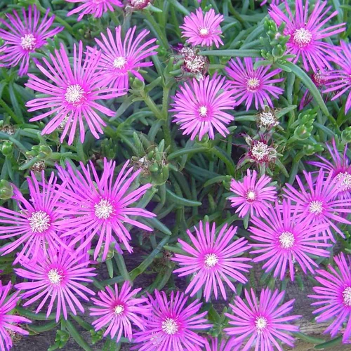 Jardin à organiser：Delosperma - Le pot de 12 cm
