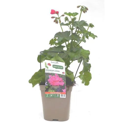 Jardin qualité：Géranium lierre double rose Le pot de 12 x 12 cm