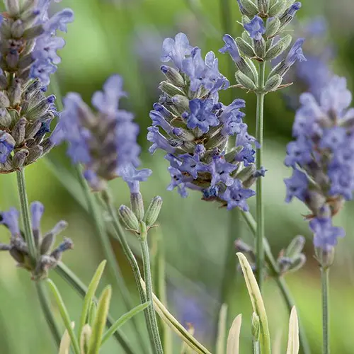 Facile à intégrer au jardin：Lavande Platinum Blonde. Le pot de 3 litres