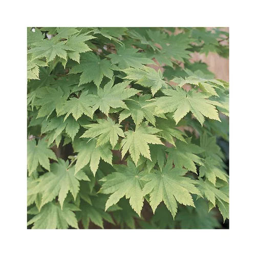 Pour faciliter la vie dehors:Erable du Japon (ACER PALMATUM VITIFOLIUM ) Le pot de 15 litres