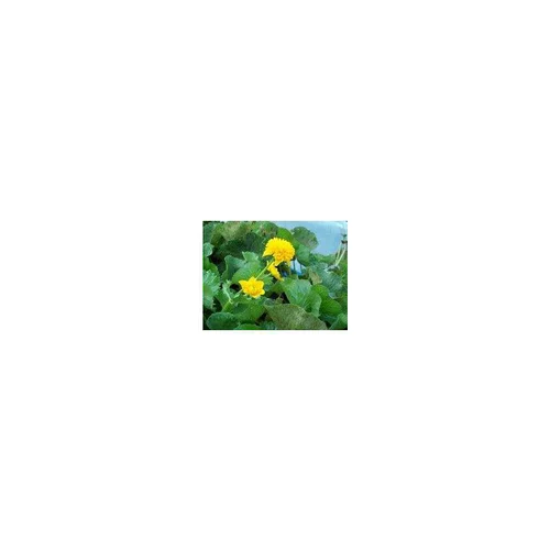 Choix utile:Caltha palustris 3 L