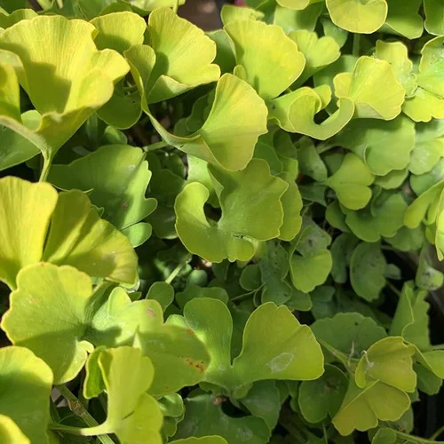 Pour tous les jardins：Ginkgo Variés. La coupe de 30 cm