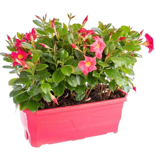 Malin jardin:Dipladénia buisson ou Mandevilla à fleurs multicolores - La jardinière de 40 cm