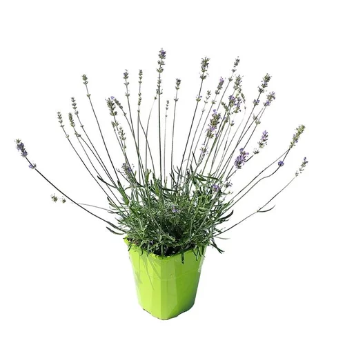 Pour votre jardin：Lavande Little Lady. Le pot de 4 litres