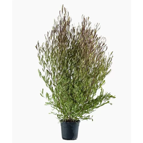 Au service de vos extérieurs:Dodonea Viscosa Purpurea (Dodonea pourpre) en pot de 10 L rouge