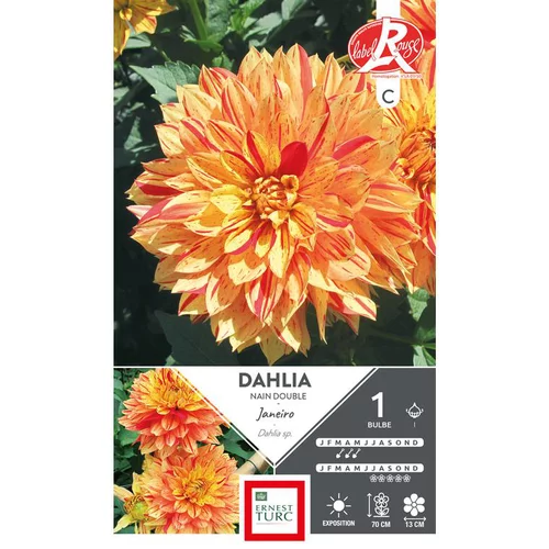 Solution pour le jardin:Dahlia décoratif nain Janeiro jaune strié rouge Ernest Turc - 1 bulbe