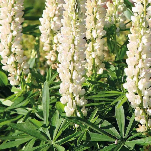 Pour vos besoins extérieurs:Lupin blanc - Le pot de 9 x 9 cm