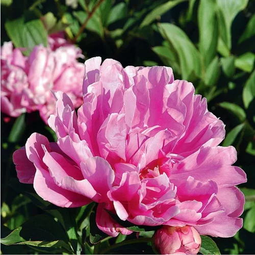 Confort extérieur：Pivoine arbustive