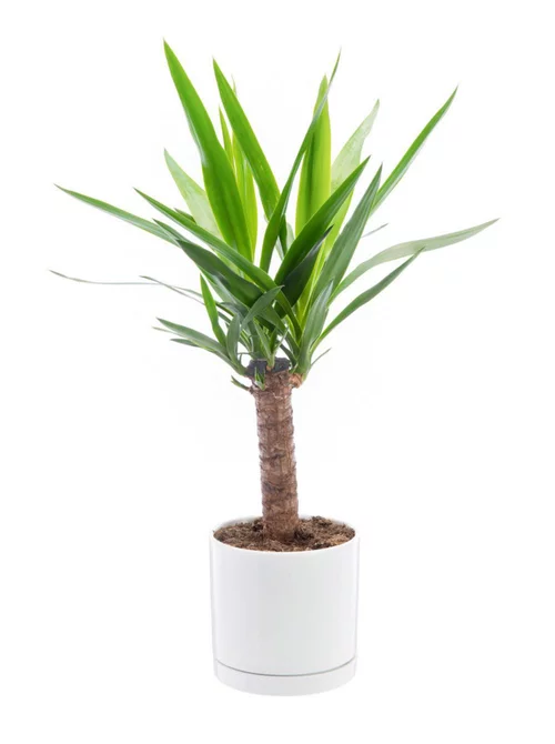 Pour votre projet：Yucca vert en pot blanc émaillé botanic®. Le pot Ø 18 cm