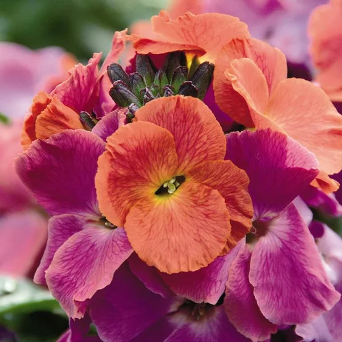 Une idée pour votre jardin:Erysimum Winter Orchid - Le pot de 1 litre