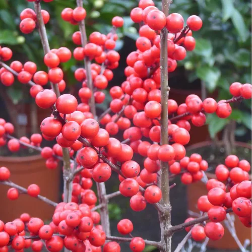 Autour du jardin：Illex verticillata - Le pot de 3 litres