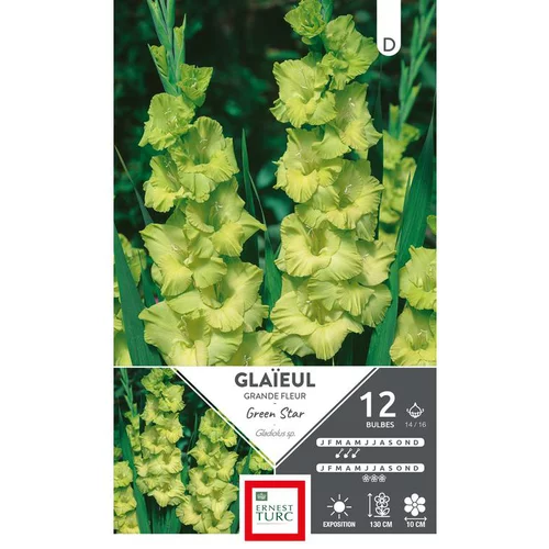 Jardin qualité：Glaïeul Green Star vert Ernest Turc - 12 bulbes