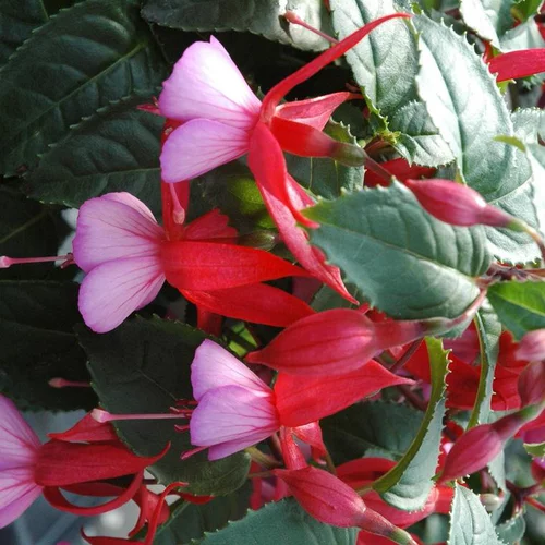 Les incontournables du jardin：Fuchsia - Le pot carré de 17 cm