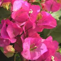 Une idée pratique pour le jardin：Bougainvillier Varié sur palisse – Pot de 3L