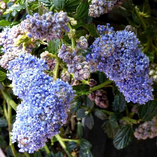 Le jardin au quotidien：Ceanothe Thyrsiflorus Repens - Pot de 5L