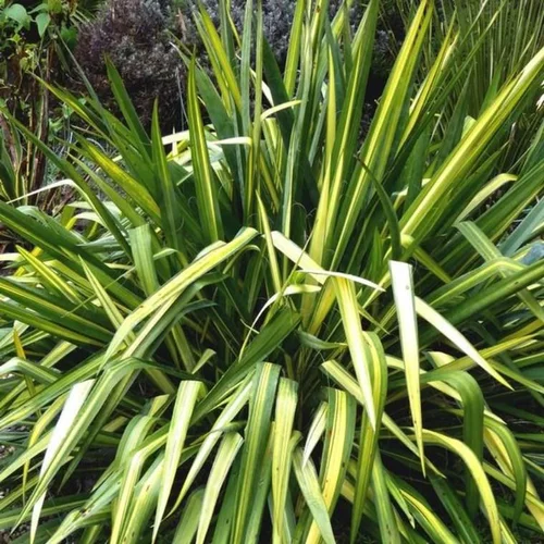 Jardin & extérieur：Phormium Varies (Lin de Nouvelle Zélande) en pot de 5 L vert