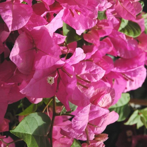Sélection pour vos extérieurs：Bougainvillier ou Bougainvillée Californiana à fleurs roses en touffe - Le pot Ø 17 cm