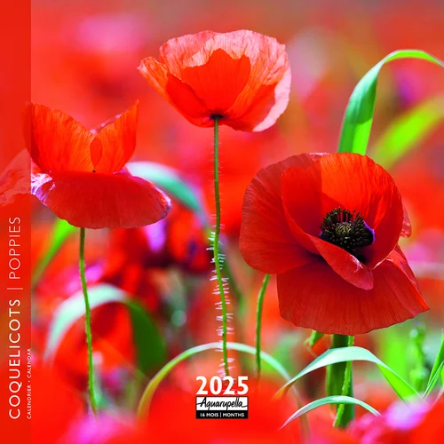 Pour un jardin plus pratique:Calendrier 2025 coquelicots coloris multicolore Aquarupella - 16,5 x 16,5 cm