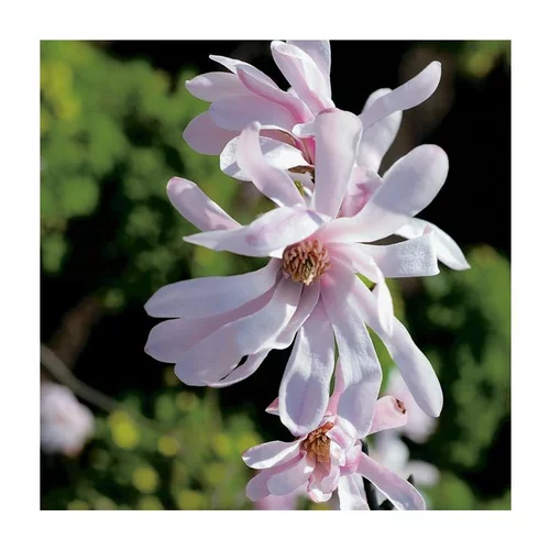 Jardin au naturel：Magnolia Loebneri Leon Messel - pot 7 L