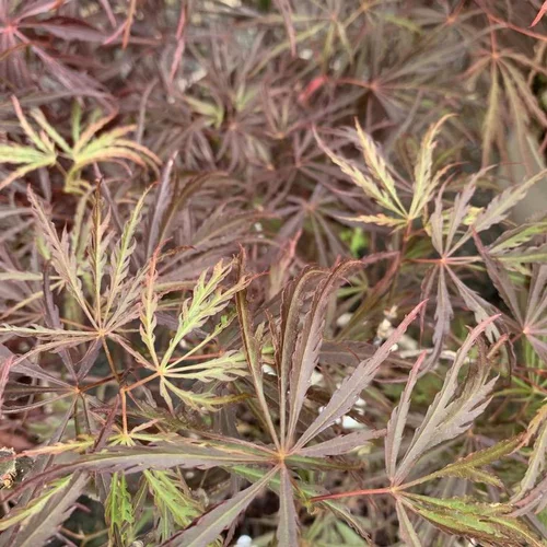 Pour mieux profiter du jardin:Érable du Japon Dissectum Crimson Princess pourpre. Le pot de 10 litres