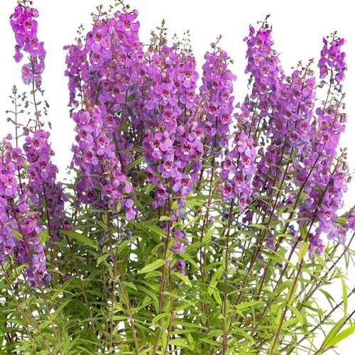 Équipement jardin:Angélonia pot de 3 litres