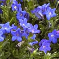 Sélection maison:Lithodora - Le pot de 10,5 cm