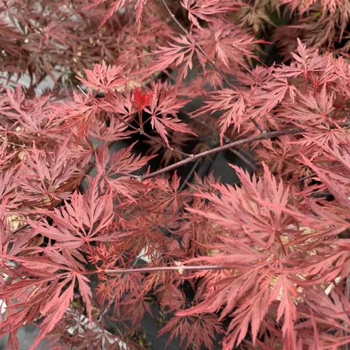 Pratique jardin：Érable du Japon Orangeola orange. Le pot de 10 litres