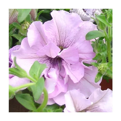 Confort extérieur：Pétunia à fleurs doubles - Le pot de 10.5 cm