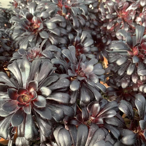 Adapté à vos extérieurs：Aeonium Arboreum Velour pourpre. Le pot de 1,3 litre