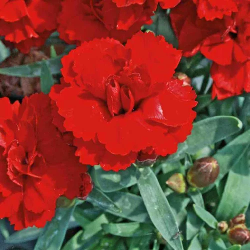 Jardin service：Oeillet Mignardise rouge Vermillon - Le pot de 9 x 9 cm