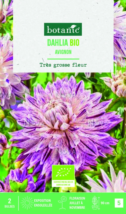 L’allié du jardin:Bulbes de fleurs Dahlia décoratif Avignon bio botanic® - 2 bulbes