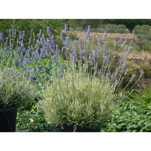 Jardin à découvrir：Lavande Platinum Blonde. Le pot de 2 litres