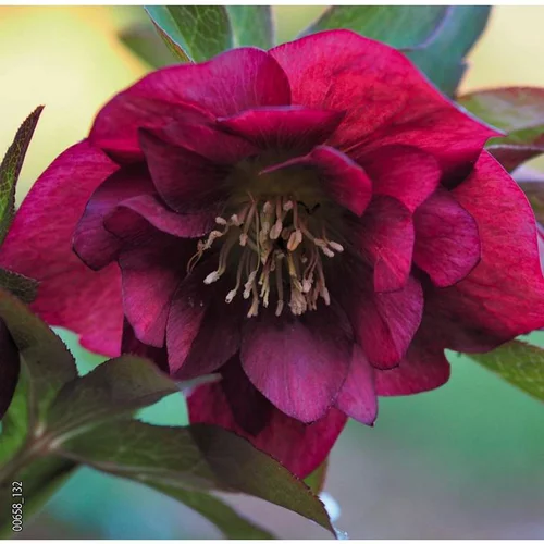 Nature jardin:Hellébore (ou Rose de Noël) double violet - Le pot de 0,75 litres