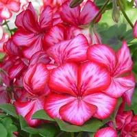 Pour profiter pleinement du jardin：Géranium lierre à grandes fleurs - La suspension diam 23 cm