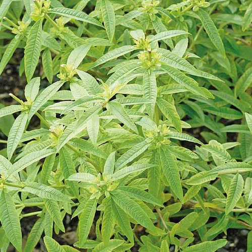 Jardin sélection：Verveine Citronnelle Bio. Le pot de 2,5 litres