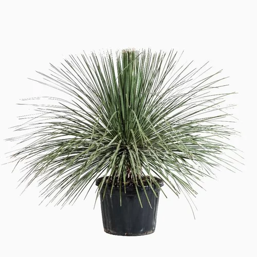 Une solution pour le jardin：Dasylirion Serratifolium. Le pot déco de 13,5 litres