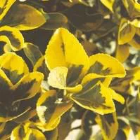 Une touche jardin：Euonymus Jap.Kathy - Le pot de 1 litre
