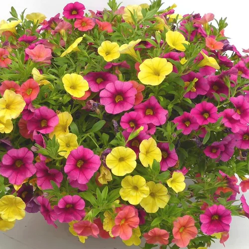 À découvrir pour le jardin：Annuelles variées - Le godet
