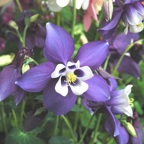 Jardin à adopter：Ancolie Spring Magic 'Navy And White' - Le pot de 2 litres