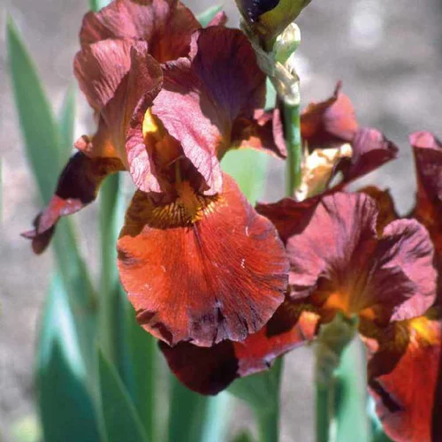 La solution pour vos extérieurs：Iris des Jardins rouge - Le pot de 9 x 9 cm