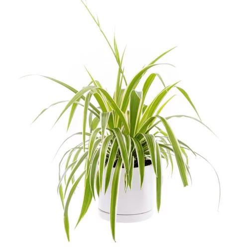 Pour enrichir votre univers jardin:Chlorophytum 'Ocean' vert en pot blanc émaillé botanic®. Le pot Ø 15 cm