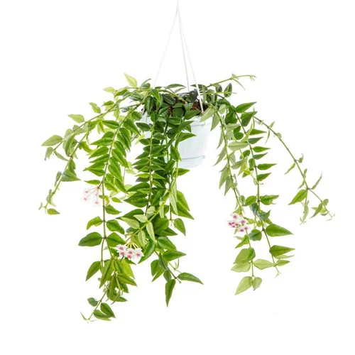 Pour profiter dehors：Hoya Bella suspension Ø14xH50 cm