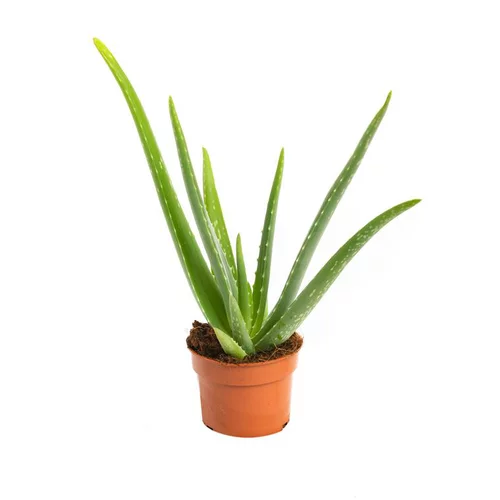 Confort jardin：Aloe vera en pot H 30 x Ø 10,5 cm