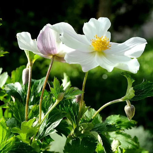 Jardin à aménager：Anémone wild swan blanche en pot de 2 L