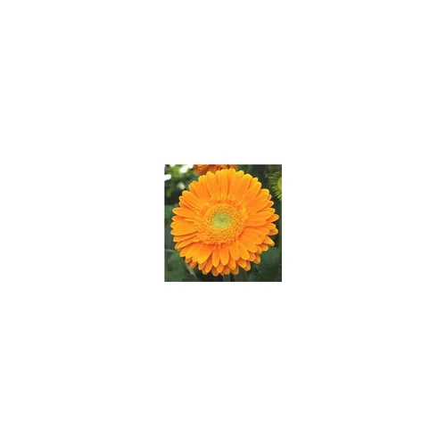 Durable au jardin：Gerbéra - Le pot de 1 litre